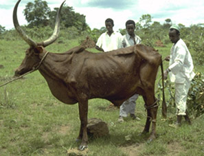 zebu2.jpg